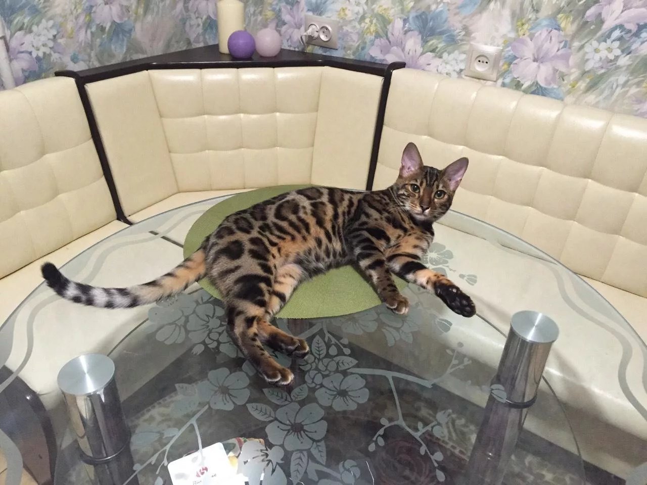 полезные советы про кошек. как выбрать кошку. популярные породы котят. неприхотливые породы кошек для квартиры. что нужно для котенка.