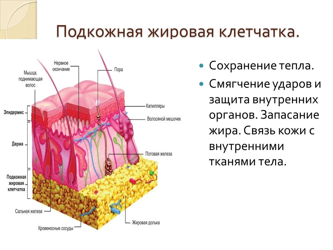 Слои ткани. Строение подкожно жировой клетчатки. Строение подкожной жировой ткани. Гиподерма это подкожная жировая клетчатка. Строение подкожной клетчатки кожи человека.