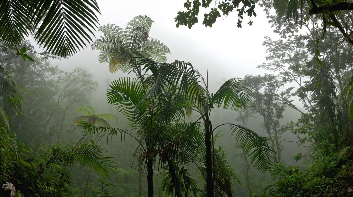 Климат тропических лесов Южной Америки