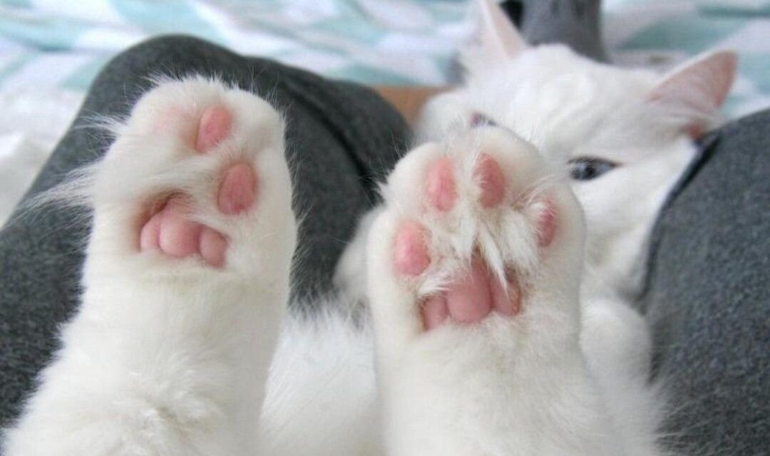 Лапки белые у лесного. Кошачья лапка. Кошачьи лапки подушечки. Белая лапа кота. Белые кошачьи лапки.