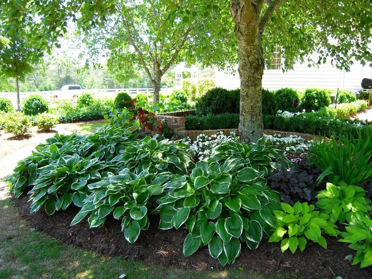 Многолетники для тени и полутени. Может ли расти в полутени. Хоста и барвинок. Может ли расти в полутени. Гортензия папоротник хоста.