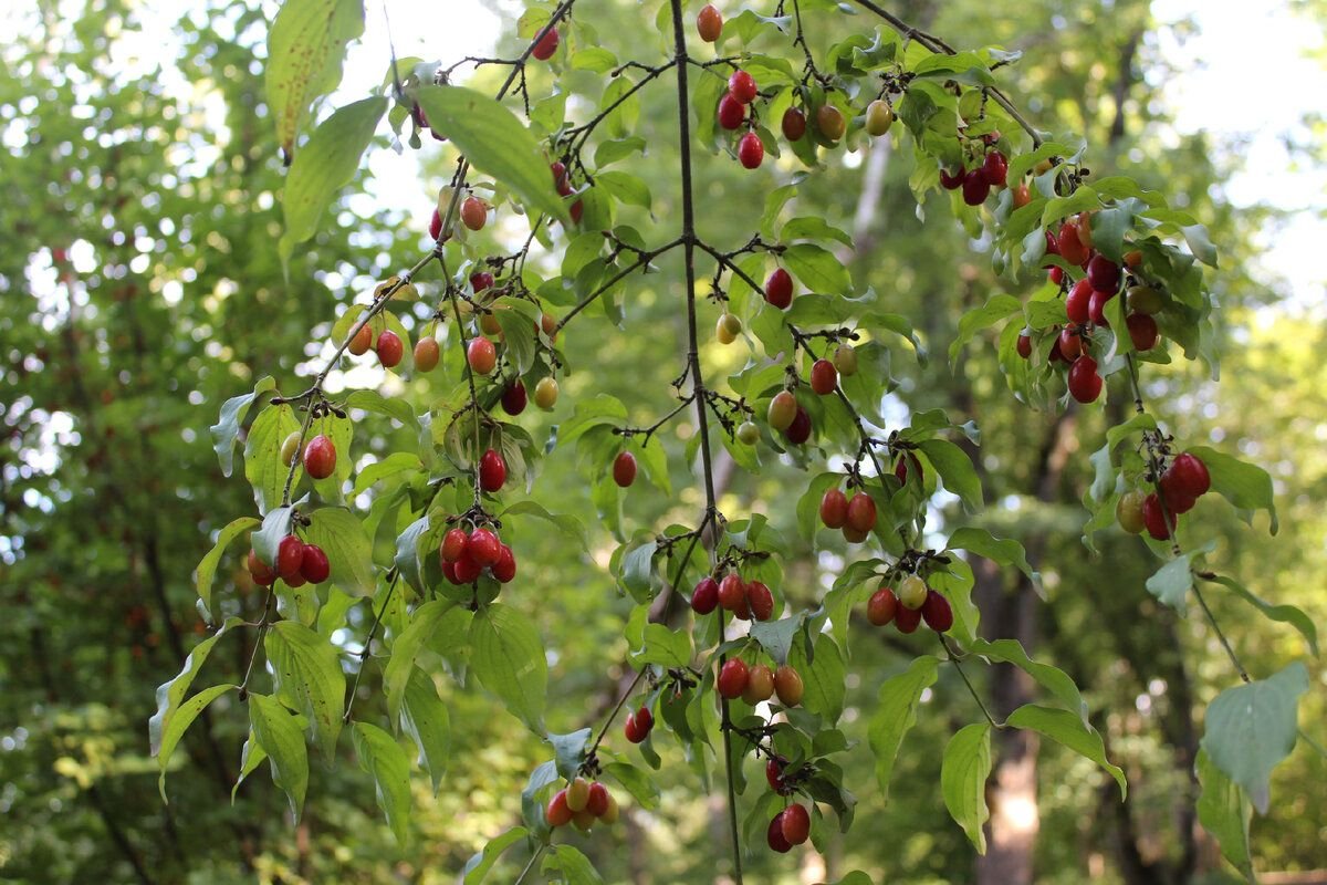 Как выглядит кизил кустарник фото