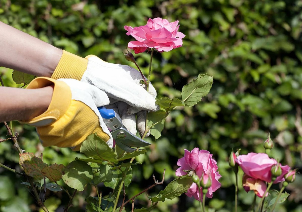 We plant the flowers. Куст розы. Отцветшие розы. Срезанные цветы. Стричь розы в саду.