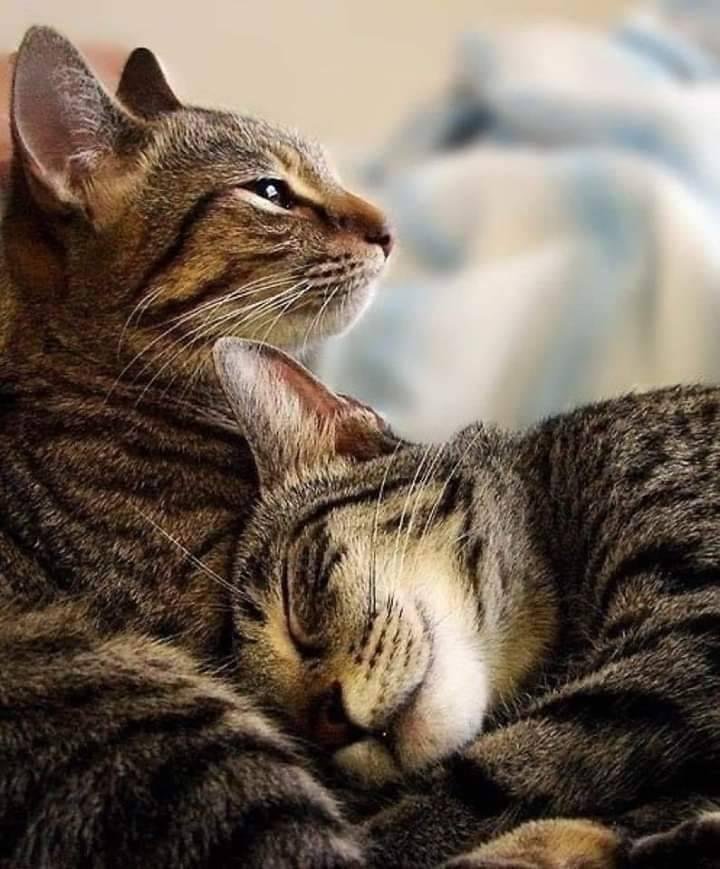 Кот и кошка в обнимку картинки