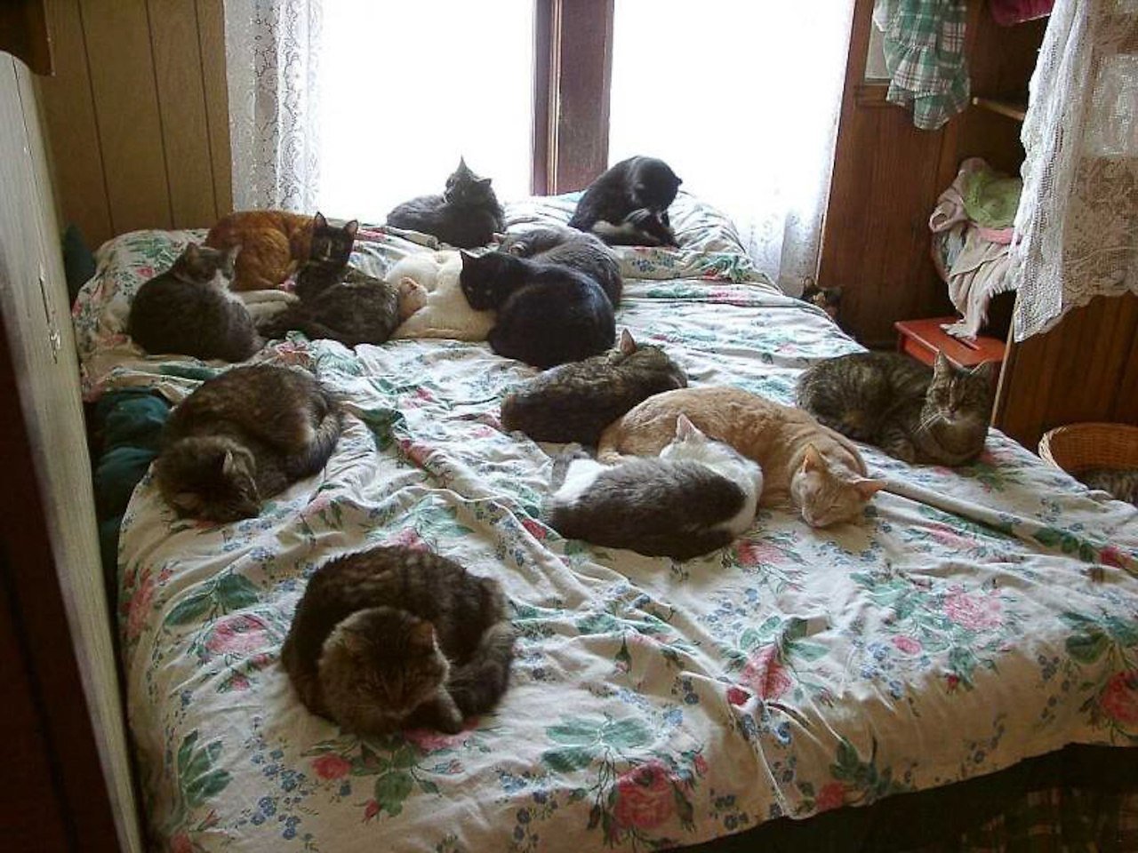 Живем без родственников. Коты в квартире. Много котов на кровати. Много котов в квартире. Кот в кровати.