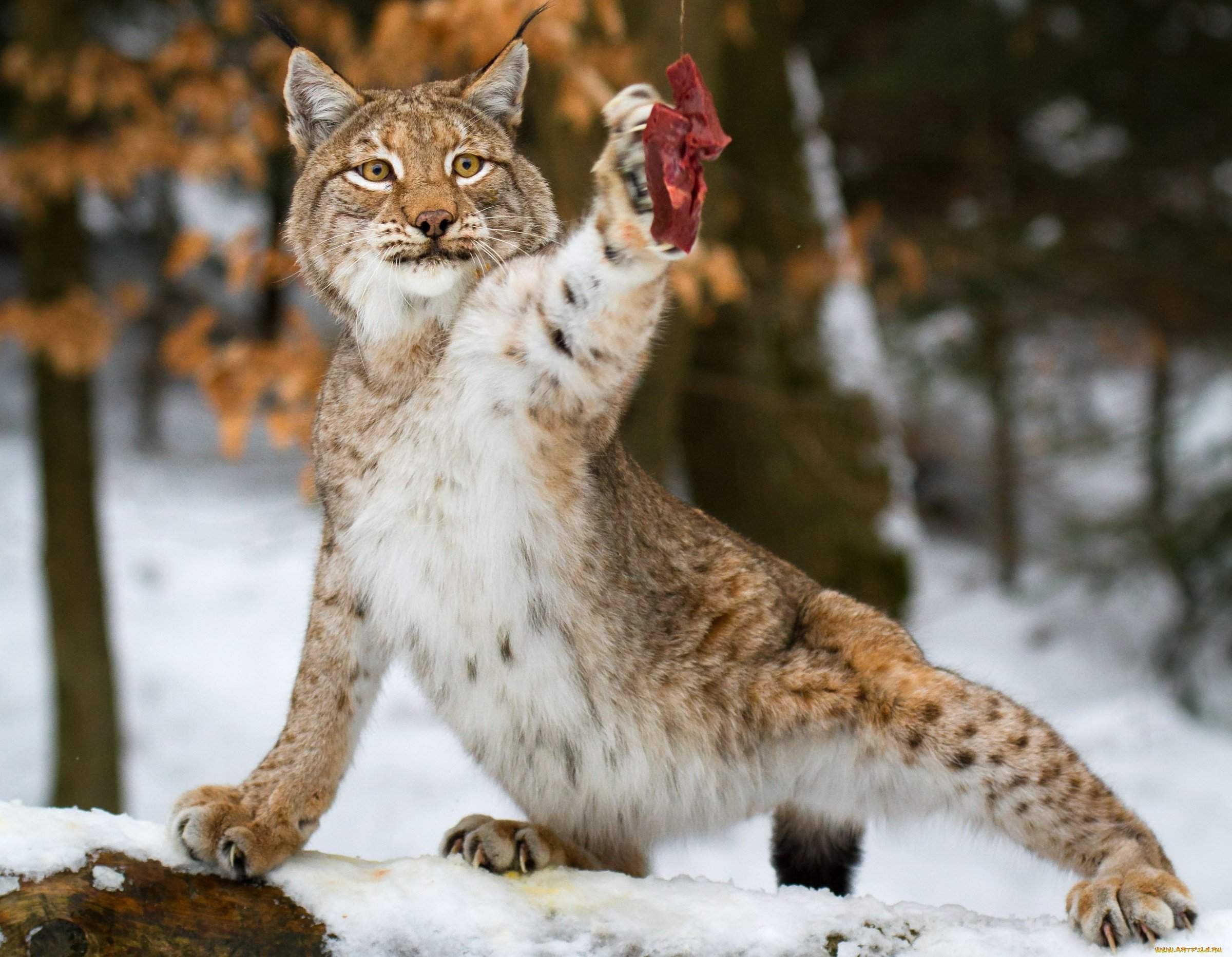 Ноги рыси. Lynx Рысь. Канадская Рысь Бобкэт. Рысь Рысиха рысенок. Башкирская Рысь.