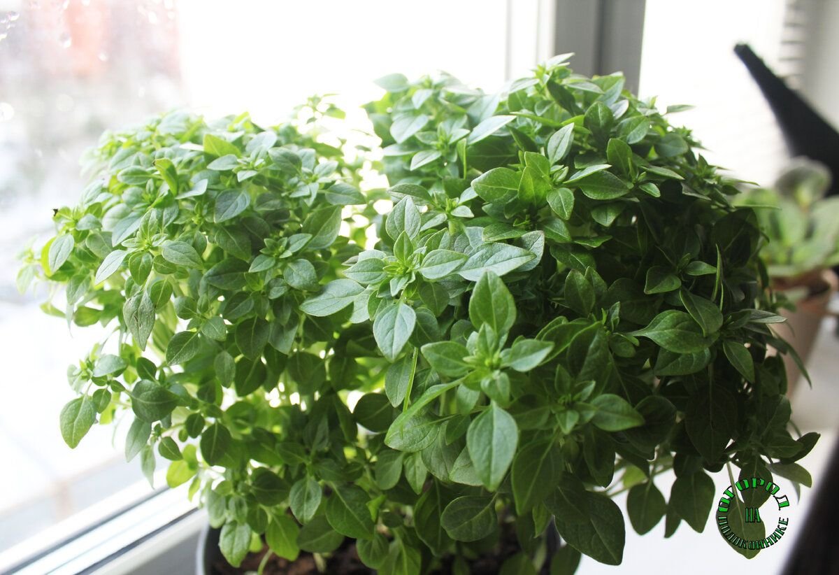 базилик рубиновый карлик. базилик горшечный. базилик комнатный. базилик рассада в горшке. базилик в горшке.