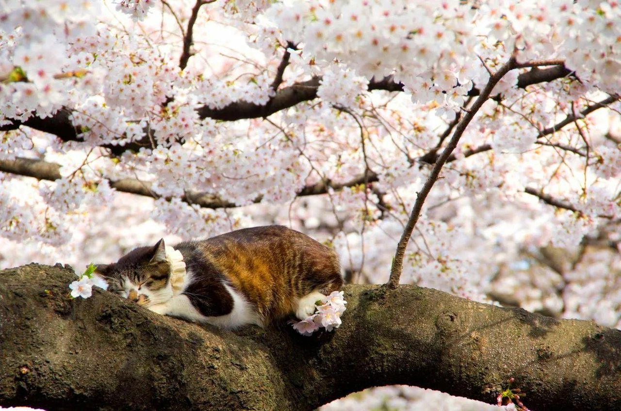 Кошки весной фото