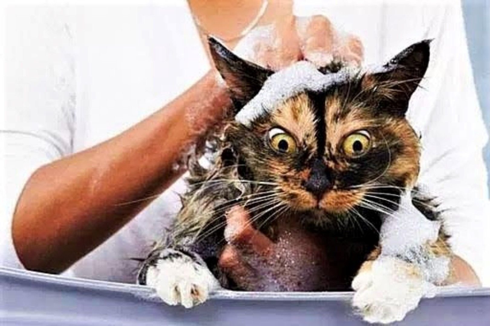Можно мыть кошку мылом. Мытье кота. Кошка моется. Купание кошки. Помытый кот.