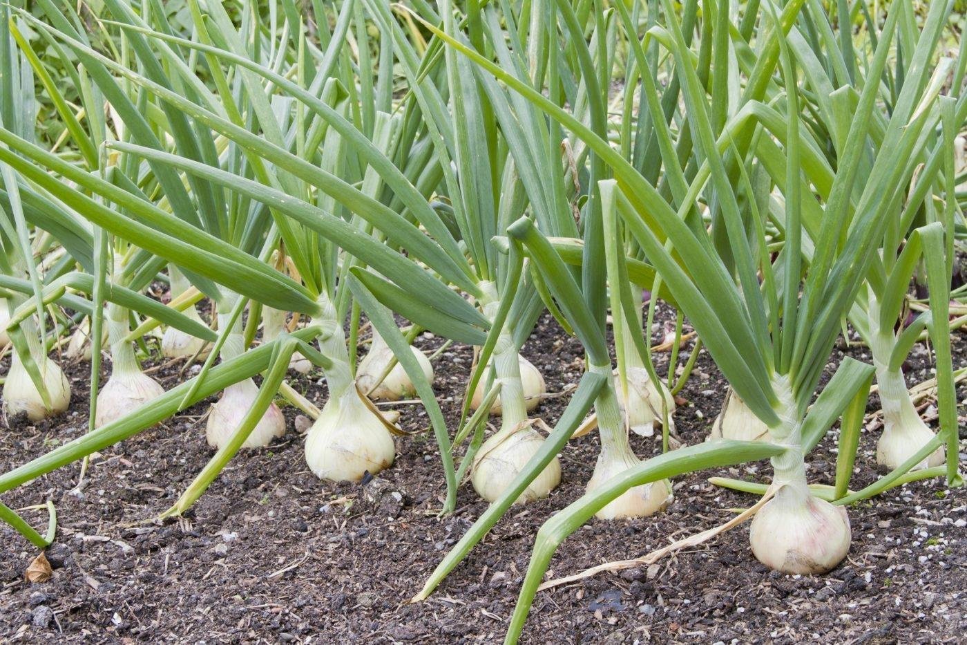 Как посадить лук в огороде. Лук Эксибишен. Лук Allium Cepa. Чеснок Allium sativum.