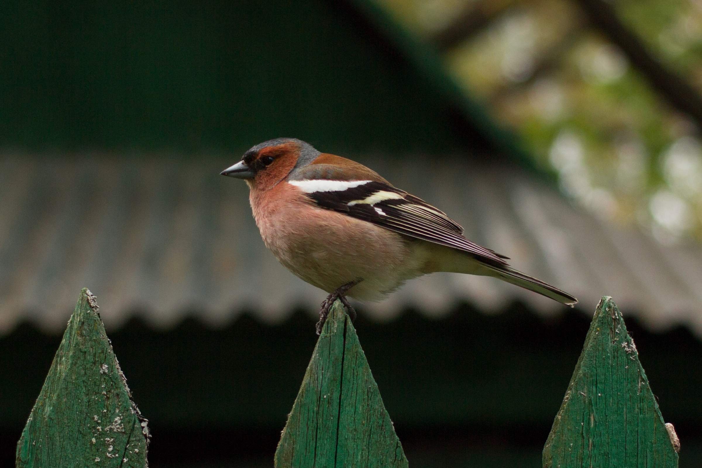 птицы удмуртии дрозд. названия птиц удмуртии. овсянка птица удмуртии. свиристель птица фото. насекомоядные птицы удмуртии.