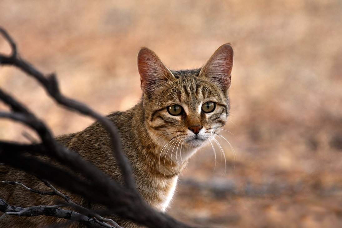 Степной кот Felis Silvestris lybica