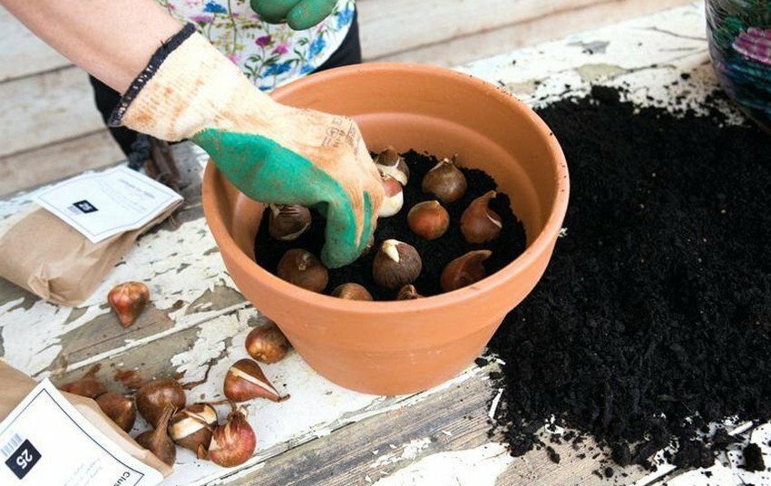Как выращивать луковицы тюльпанов в домашних условиях