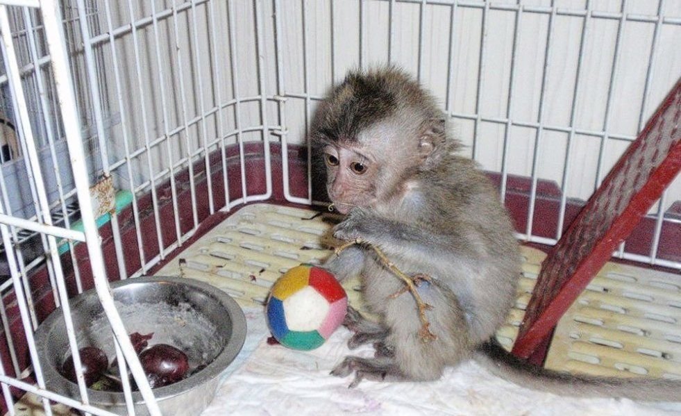 Сколько живут в домашних условиях. Капуцин обезьяна домашняя. Обезьяна домашняя в клетке. Маленькая обезьянка в клетке. Обезьяна в маленькой клетке.