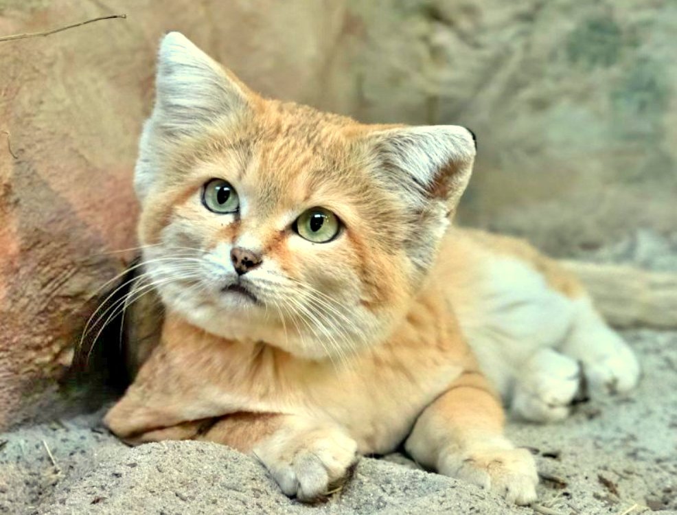 Суровые животные. Суровый кот. Милый котик похожий на Льва. Суровое животное. Кот в сапогах милые глазки.