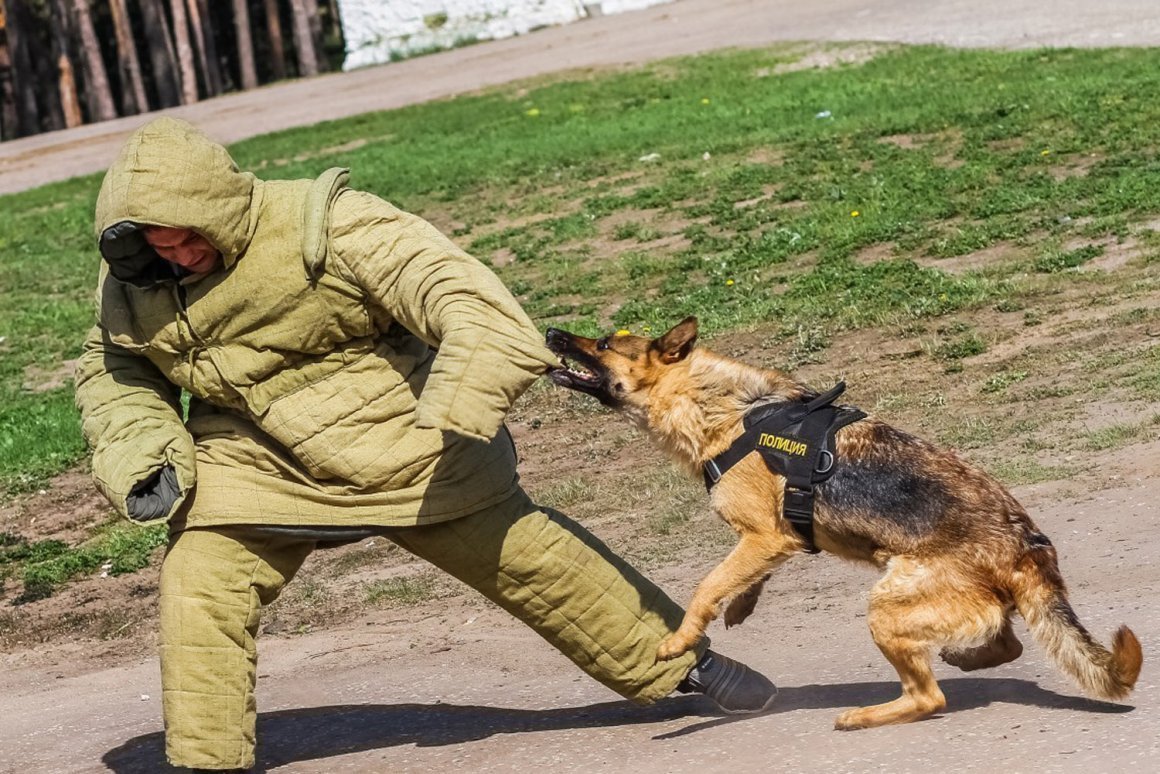 Собаки кинологической службы