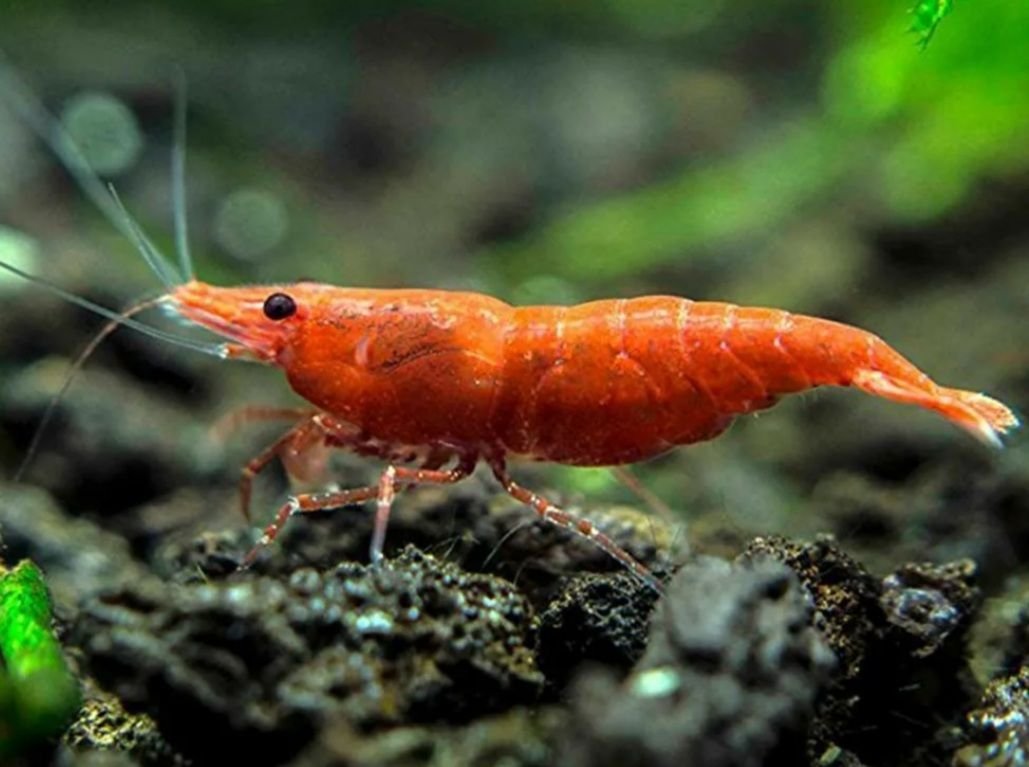 Neocaridina креветка родословная