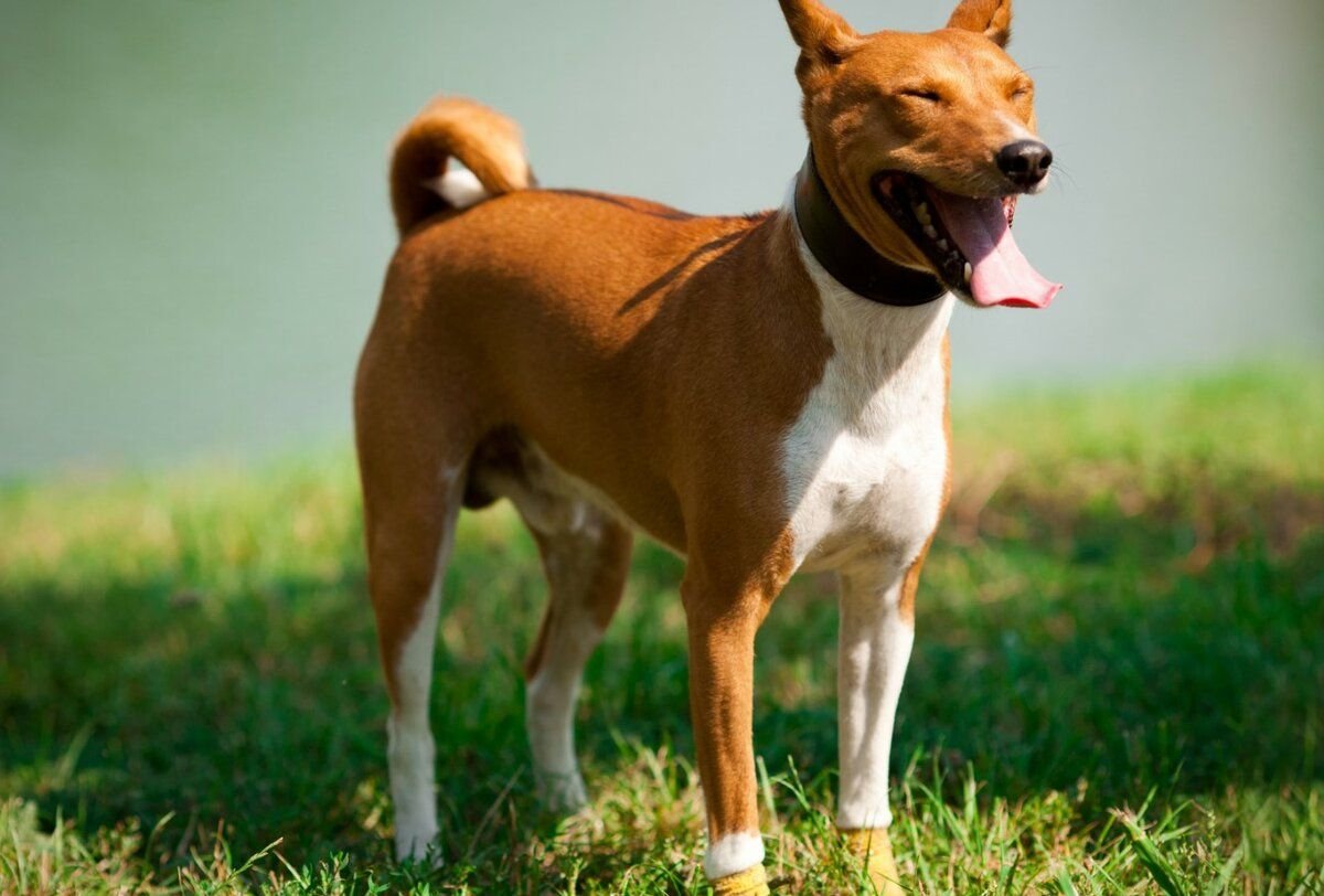 100 интересных фактов о животных. Удивительные факты о животных. Книги про самых необычных животных. Рубрика о животных. Интересные и смешные факты о животных.