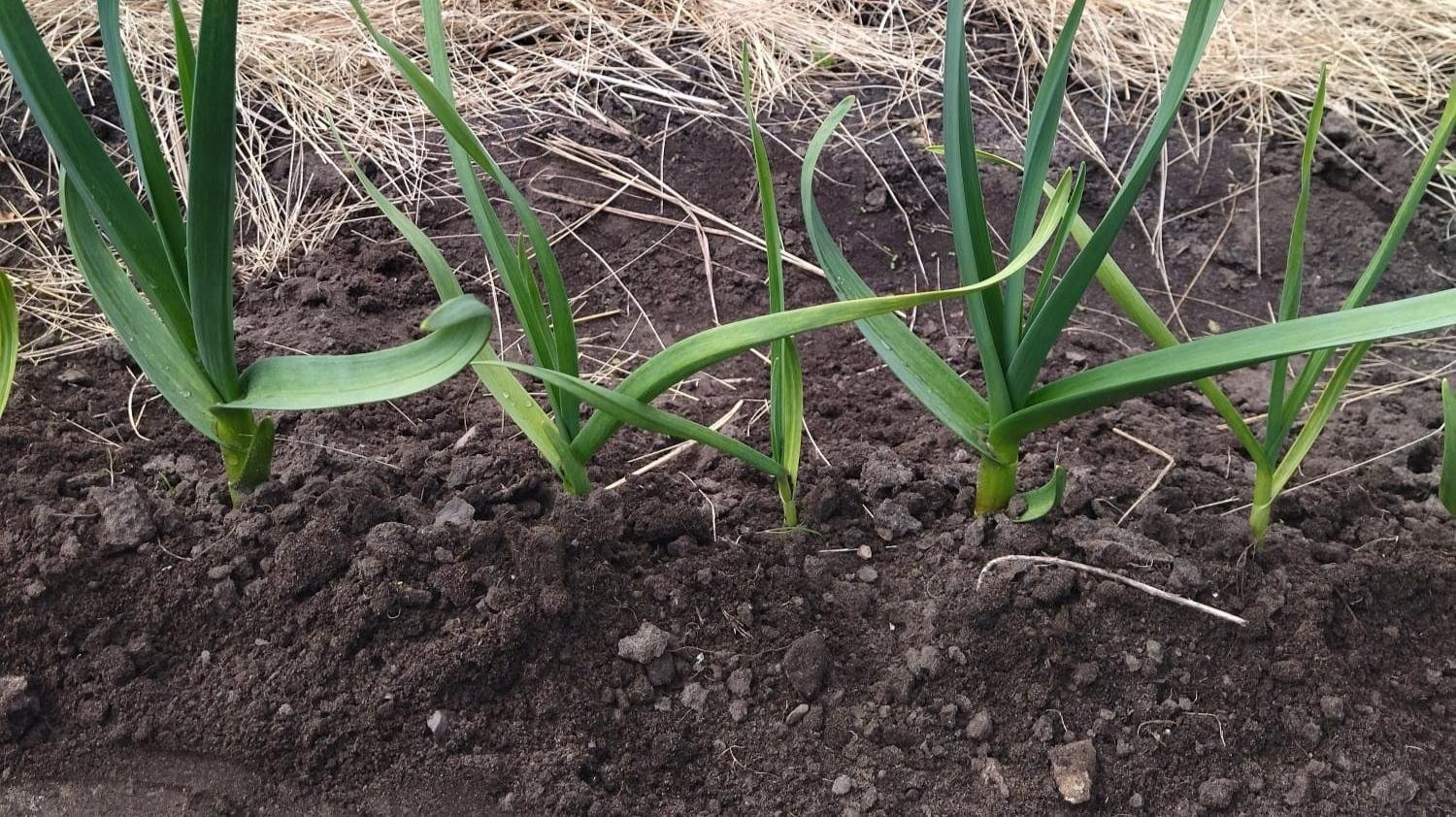 озимый чеснок весной. чеснок ранней весной. лук гладиатор всходы. сажаем озимый чеснок. полив чеснока золой.