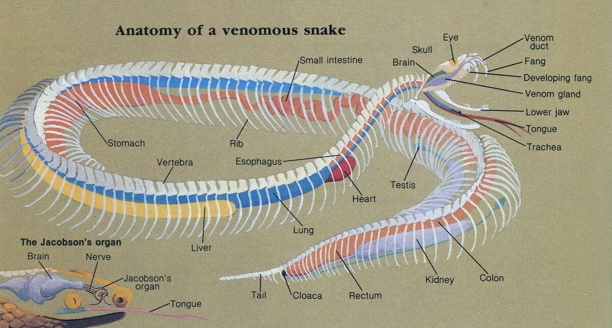 Схема змей. Пищеварительная система змеи схема. Скелет змеи строение. Змея строение скелета. Строение скелета змеи схема.