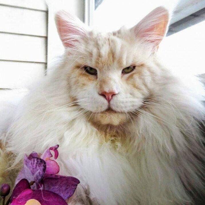 Источник изображения: Lotus The Mainecoon