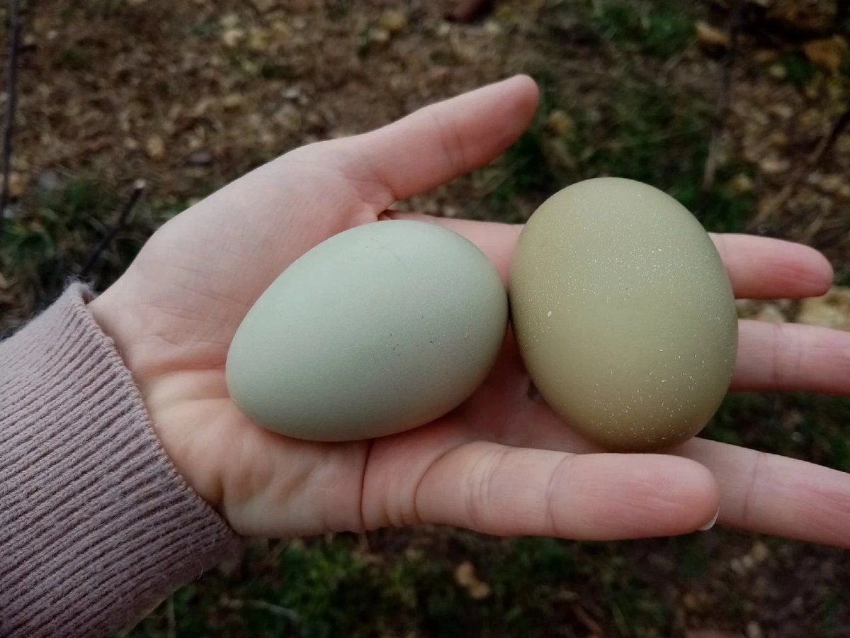 Куры которые несут цветные яйца породы. Легбар яйцо. Куры которые несут цветные яйца. Куры с цветными яйцами породы. Куры которые несут пасхальные яйца.