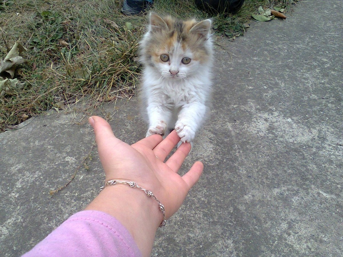 Котенка домой. Бездомный котенок на руках. Подобрала бездомного котенка. Подобрали котенка с улицы. Бездомный котенок и человек.