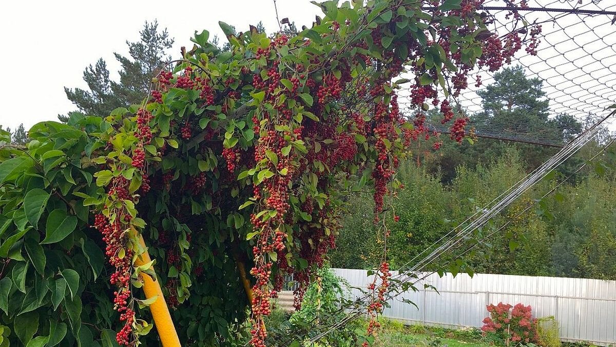 Лимонник растение для дачи посадка и уход фото