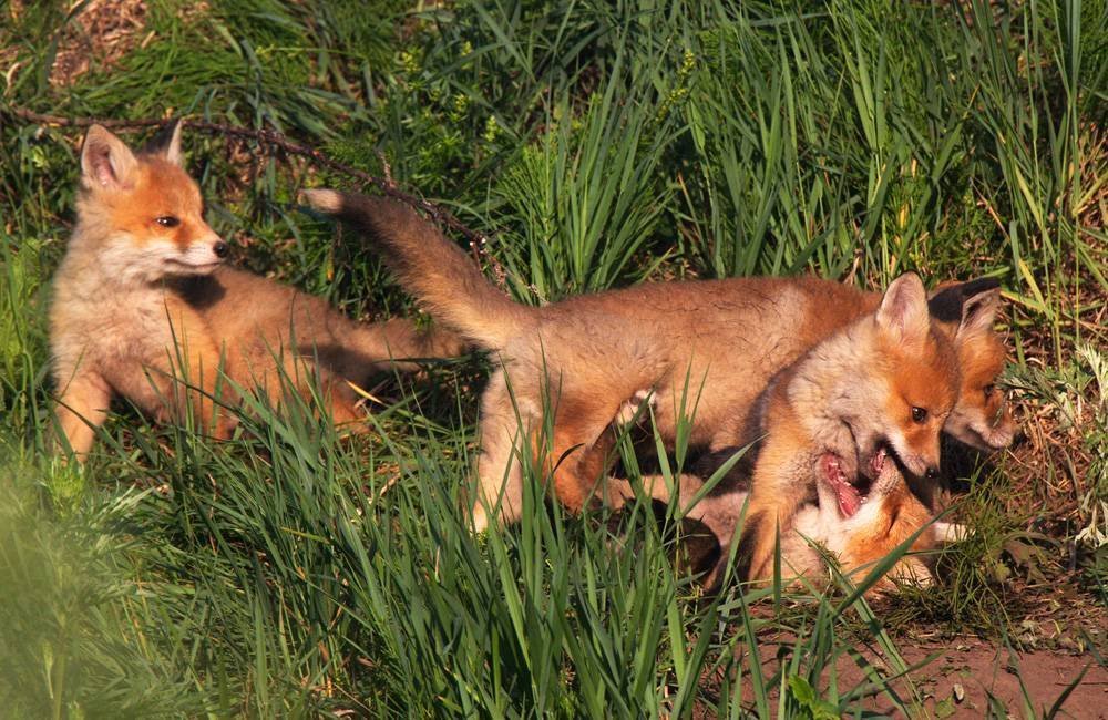 Условия обитания лисицы обыкновенной. Лиса с лисятами. Лиса с лисятами в норе. Лисица с лисенком в норе. Лиса обыкновенная с лисятами.