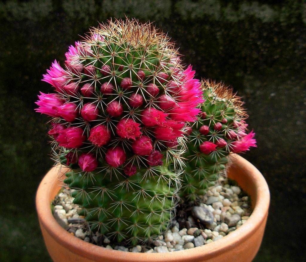 Кактус это. Маммиллярия Бакеберга. Mammillaria backebergiana Кактус. Кактус Гросса. Кактус bloeiend.