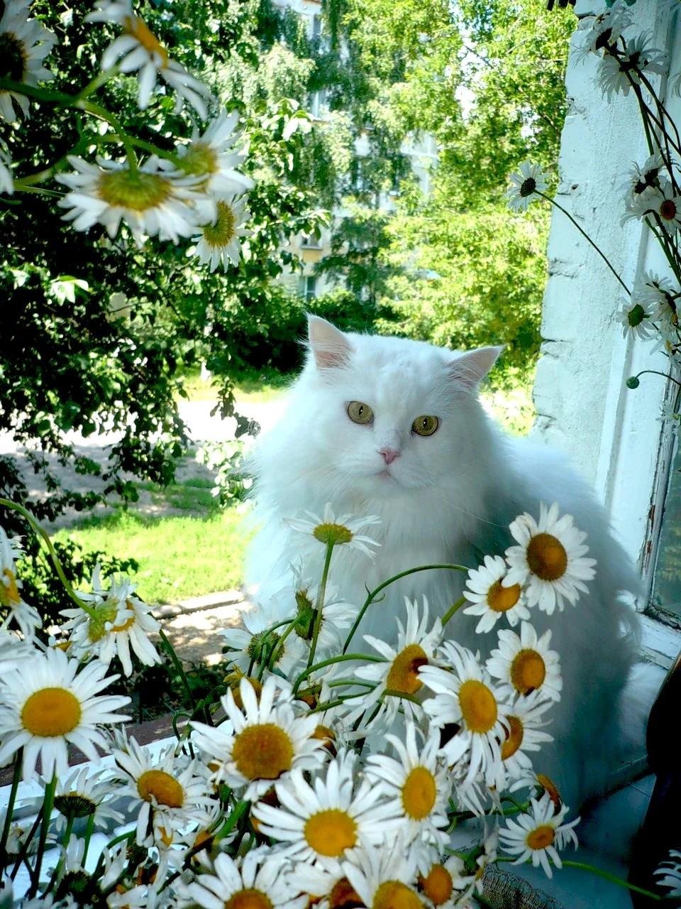 Ромашковая кошка. Кошка в ромашках. Кошечка с ромашками. Кошка лето. Кошка в цветах.