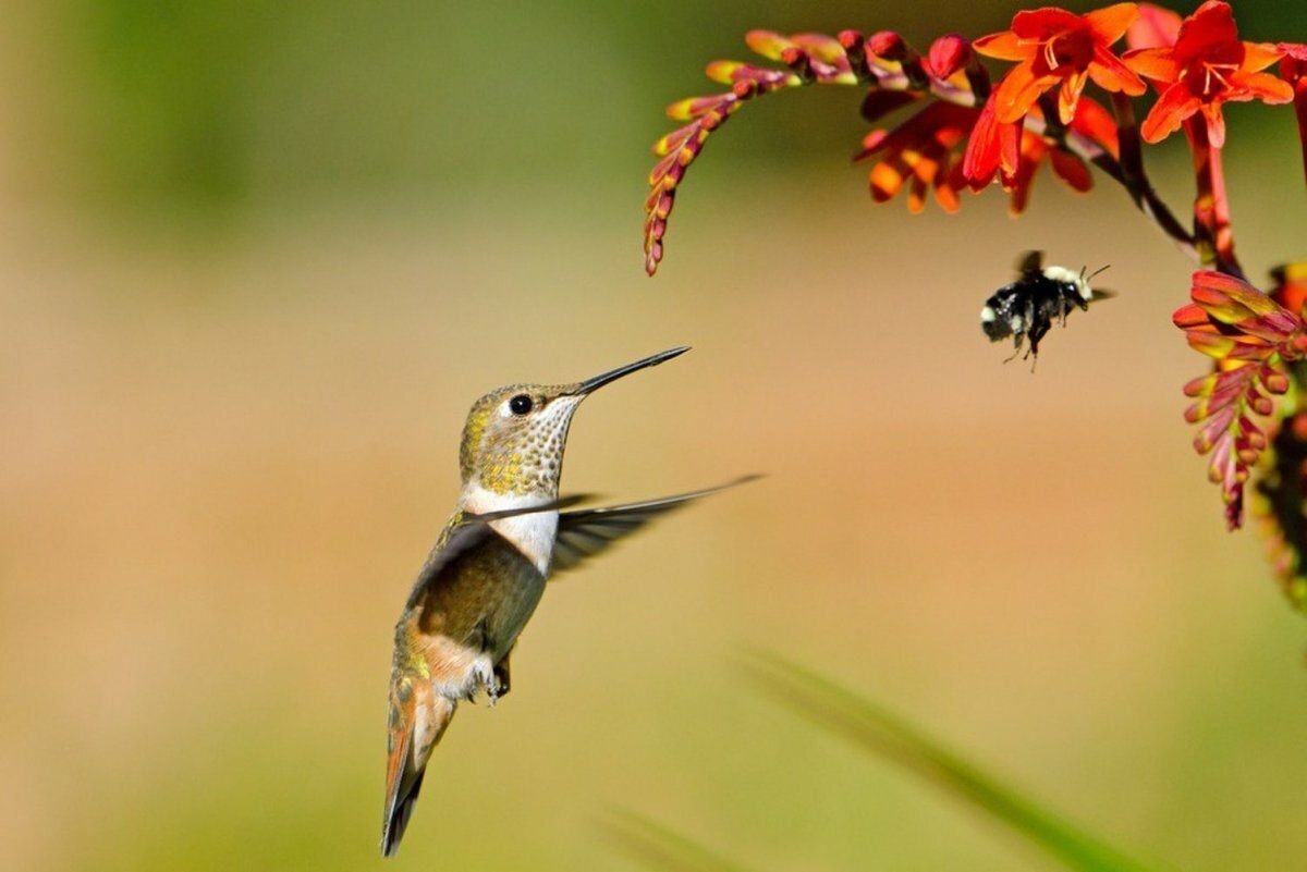 Колибри карликовая Пчелка