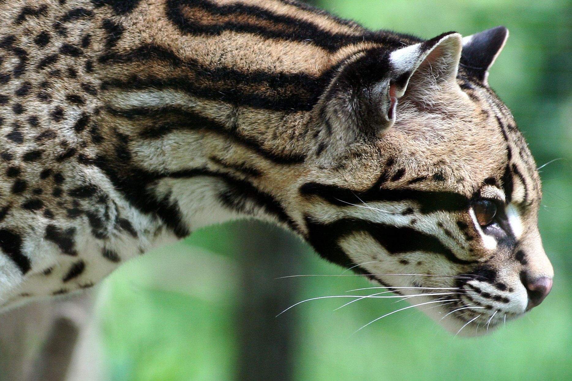 Оцелот животное. Дымчатый леопард и Оцелот. Оцелот (leopardus pardalis). Карликовый Оцелот. Оцелот Южная Америка.