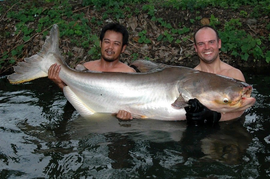 Тайский сом. Меконгский гигантский сом. Mekong giant Catfish рыба. Гигантский пангасиус. Гигантский Шильбовый сом.