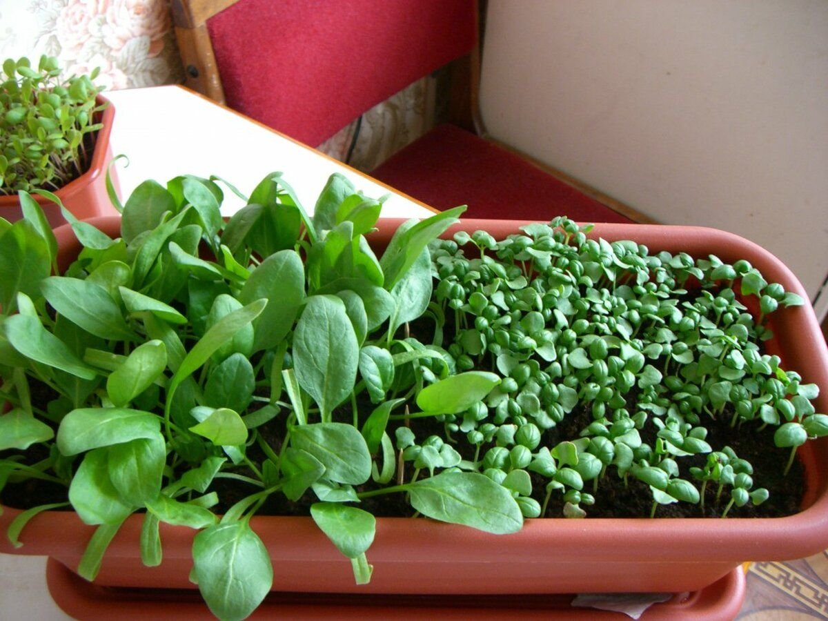 микрозелень шпинат. шпинат огородный рассада. микрозелень щавель. шпинат в горшочке. семена.