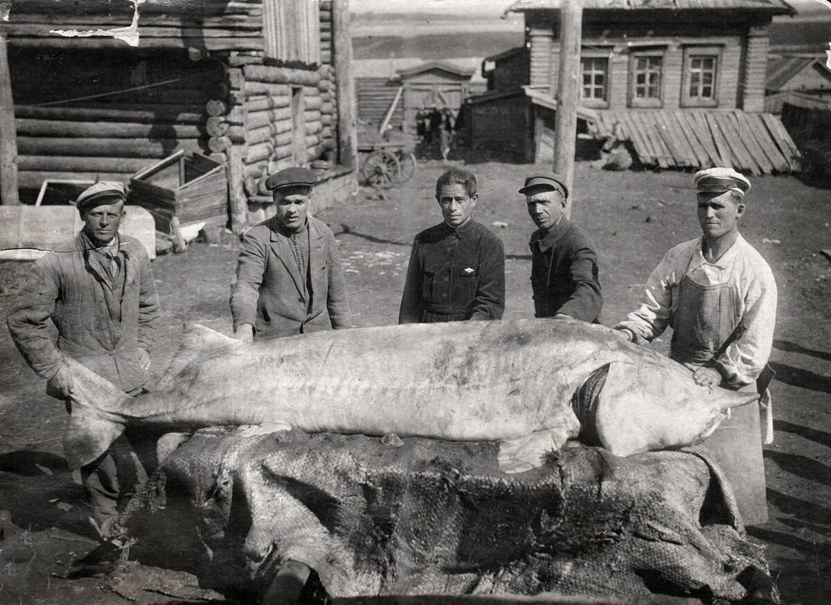 Крупнейшая рыба россии