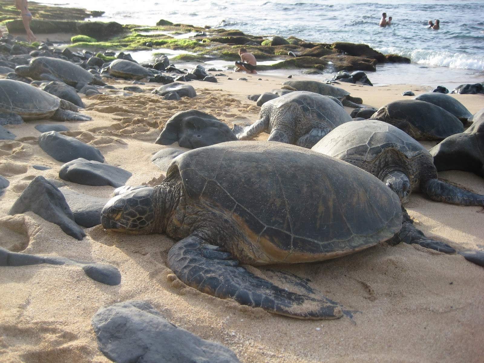 Пляж черепах на шри ланке. Остров Альдабра черепахи. Закинф Черепаший остров. Национальный парк Сиринат Черепашки. Белек черепахи.