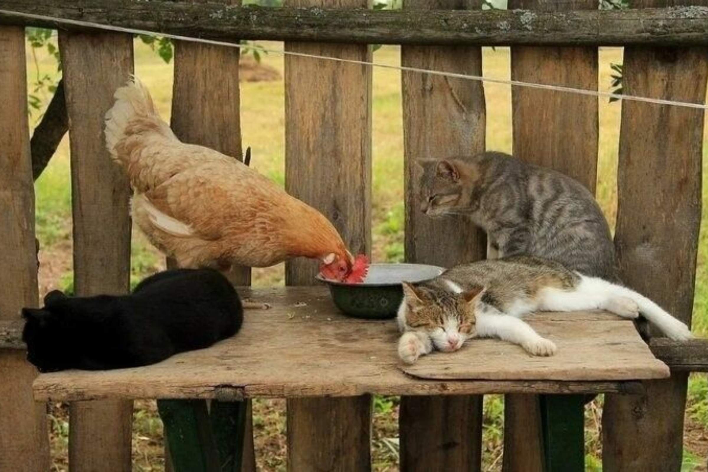 Веселое про деревню. Животные в деревне. Деревенская кошка. Кошка в деревне. Коты на даче.