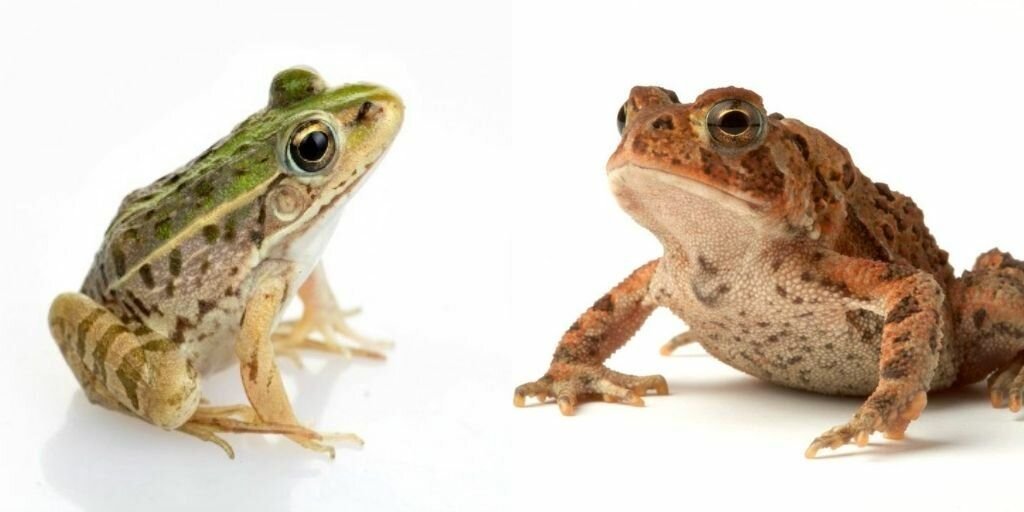 Какая лягушка отличается. Интересные факты о лягушках. Frog vs toad. Toad Frog разница. Интересные факты о жабах.