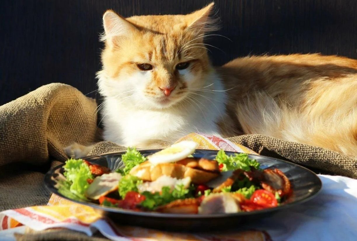Хочу вкусно есть. Еда для кошек. Котик с едой. Кот за столом. Еда для котят.