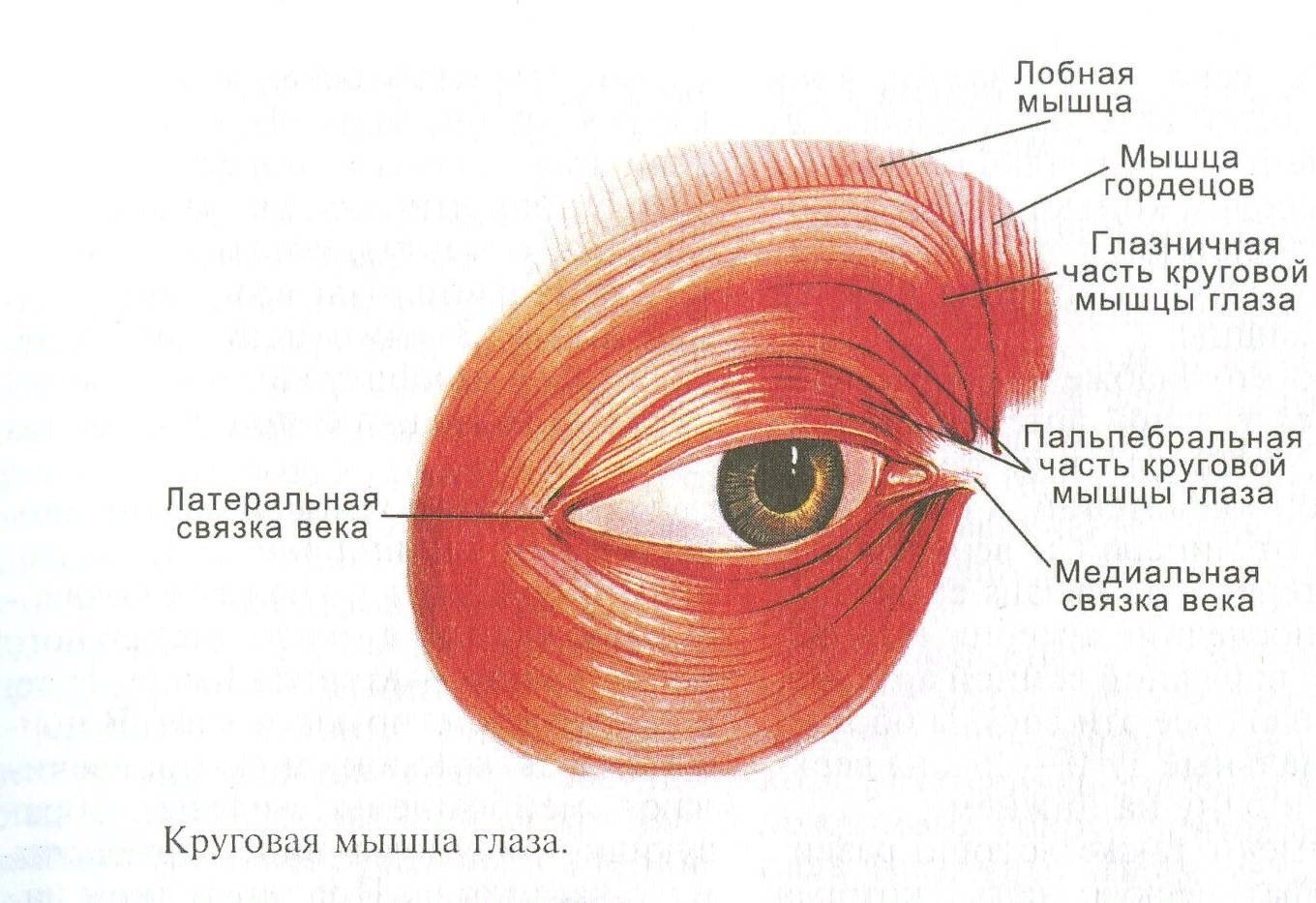 Область глаза. Круговая мышца глаза анатомия. Круговая мышца глаза (m. orbicularis Oculi). Крепление круговой мышцы глаза. Мышца опускающая верхнее веко анатомия.