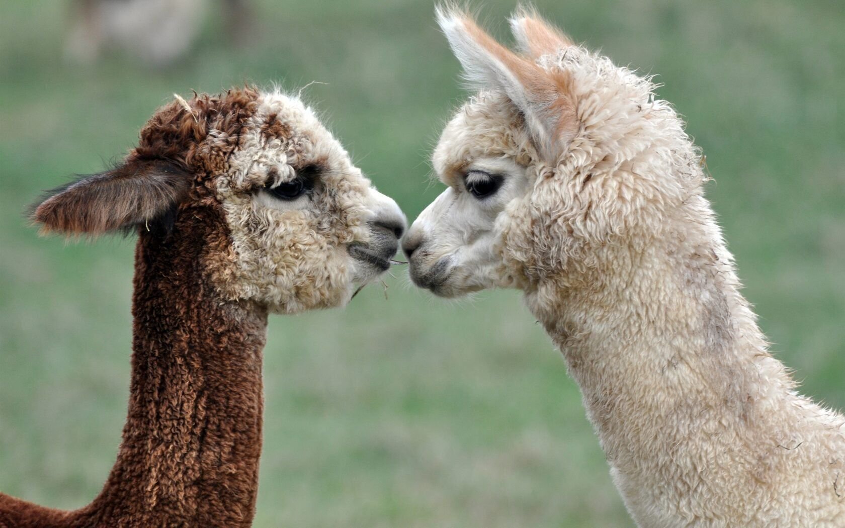 Alpaca