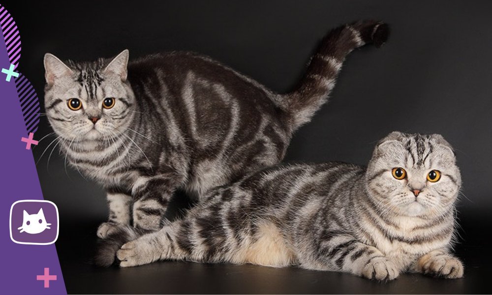 Шотландская порода кошек фотографии