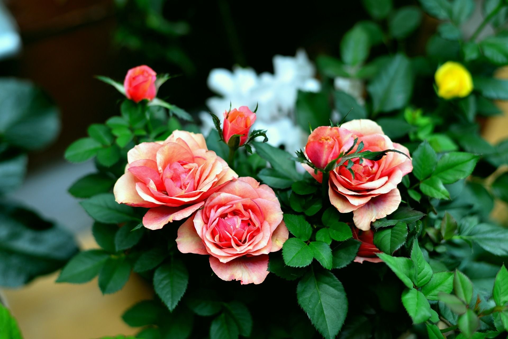 Rose plant