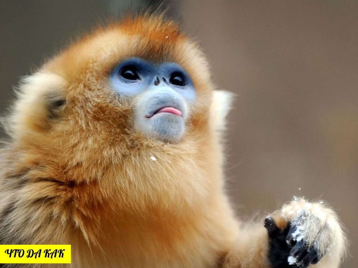 Gold monkeys