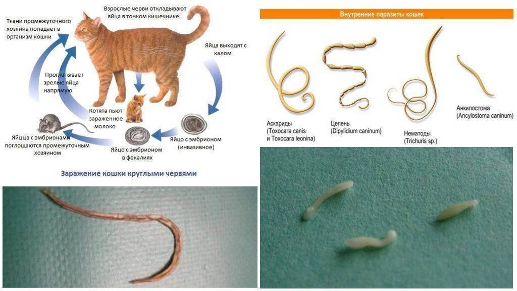 Паразиты кошек фото