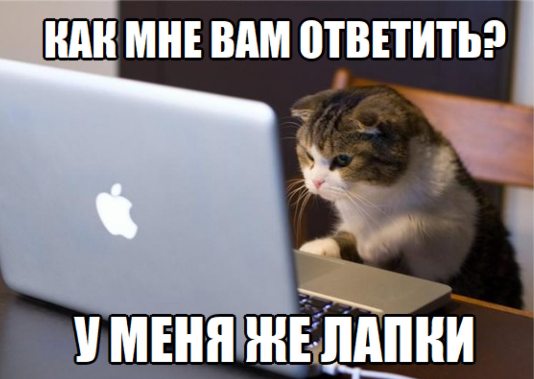 У меня лапки