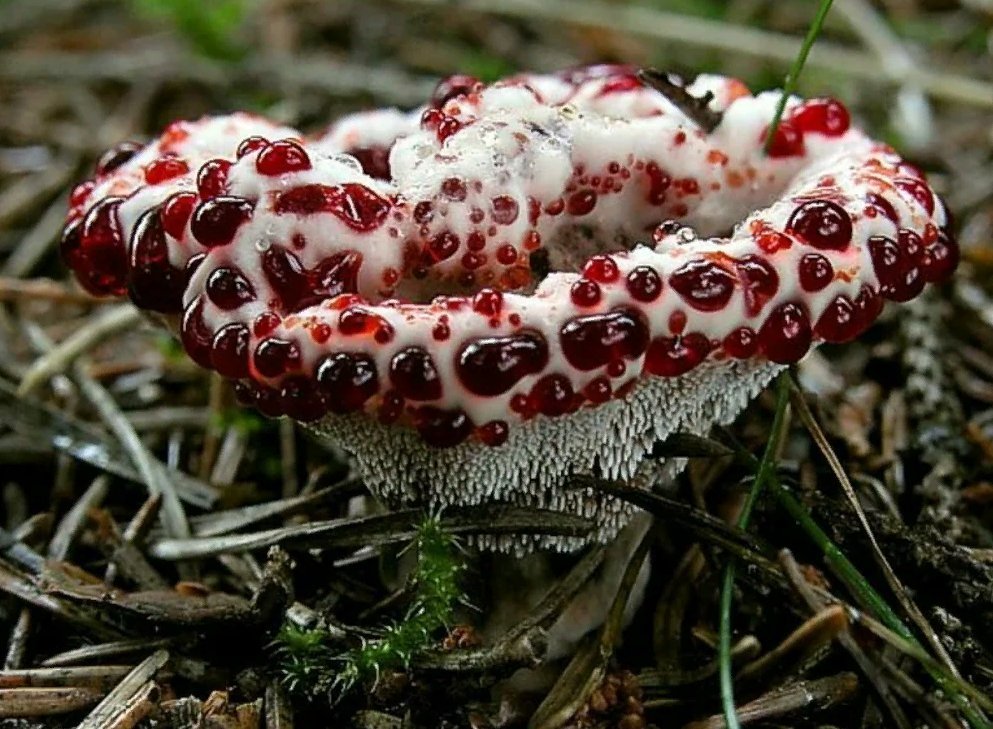 Картинки опасные грибы