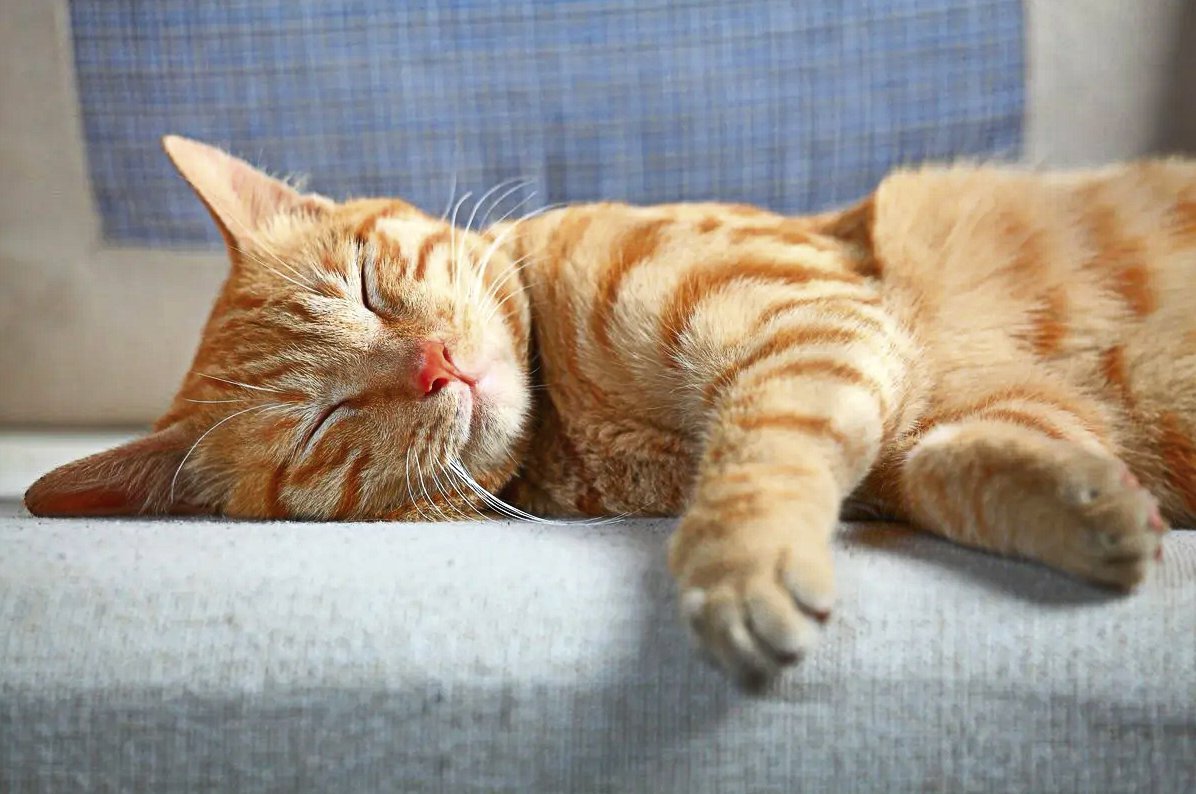 Довольно симпатичный. Спящий кот. Спящие котики. Рыжие коты.