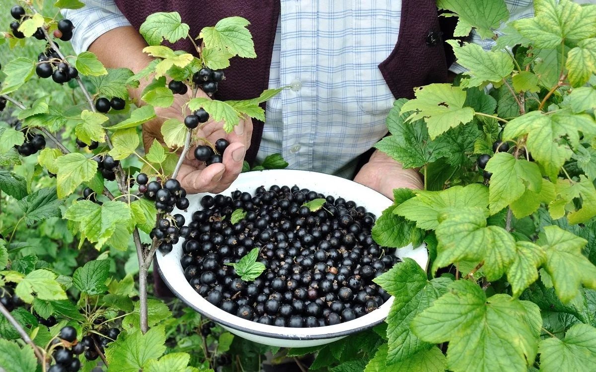 Что добавить в черную смородину. Смородина куст. Смородина черная куст. Черная смородина в саду. Кусты смородины в саду.